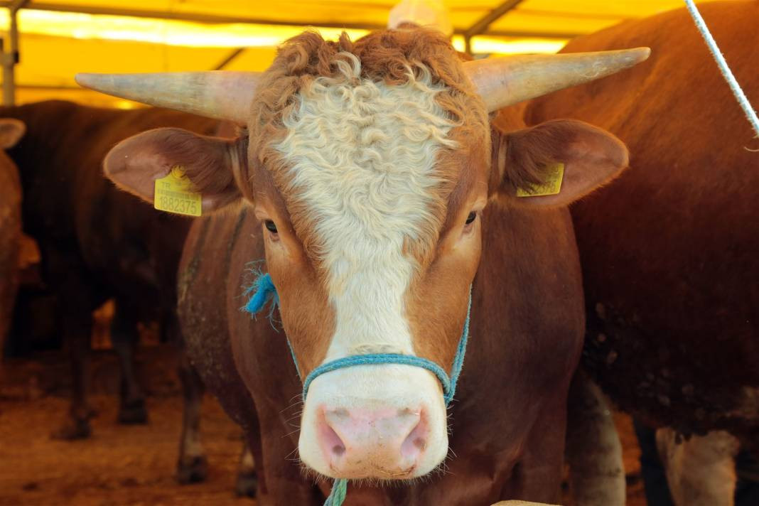 Kurban ibadetiyle ilgili doğru bilinen yanlışlar - Resim: 11